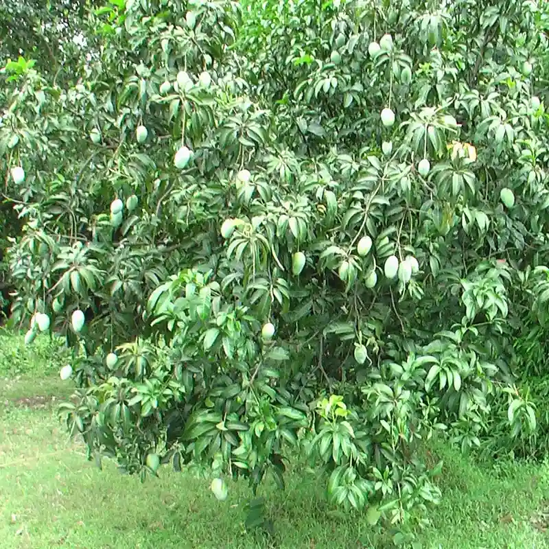 Mango Dasheri